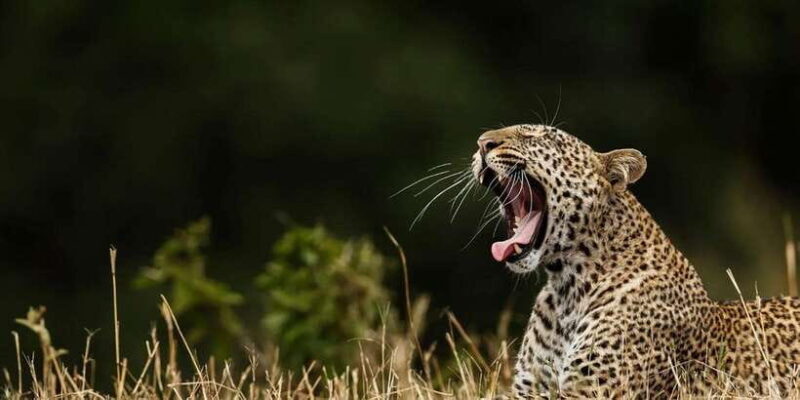 ELLA to TANGALLE/MIRISSA/GALLE Shuttle & YALA Safari - Key Points