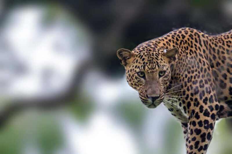 Ella: Transfer to Hikkaduwa & Yala Safari Tour - Key Points