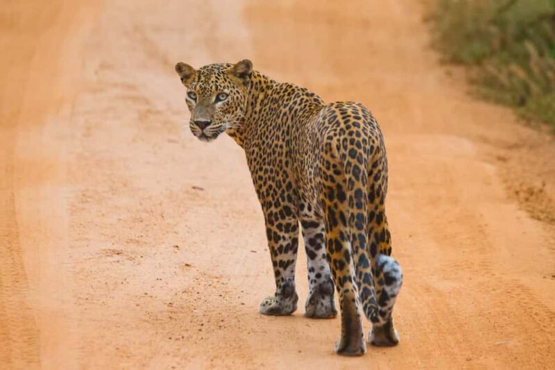 Ella: Transfer to Hikkaduwa & Yala Safari Tour - The Itinerary and What’s Included