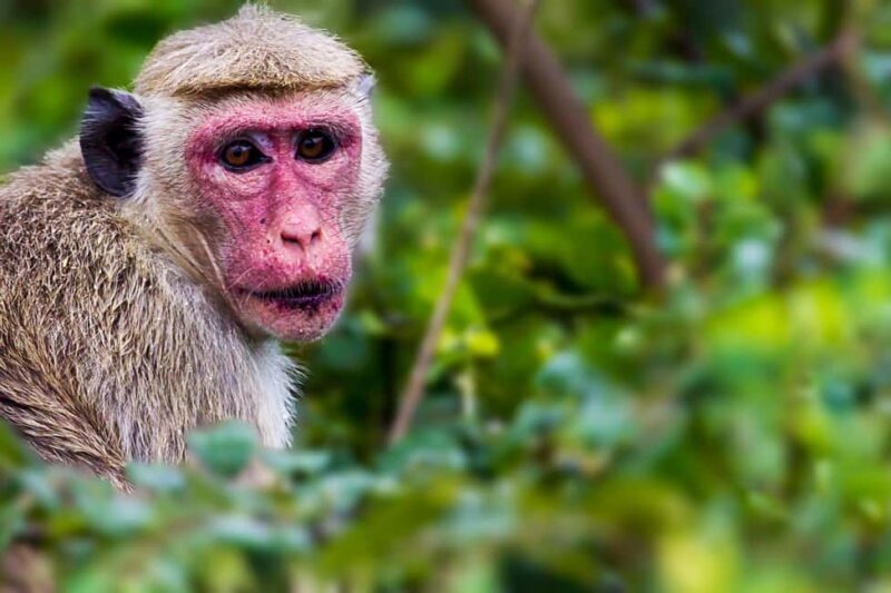 Ella: Transfer to Hikkaduwa & Yala Safari Tour - Practicalities and Value