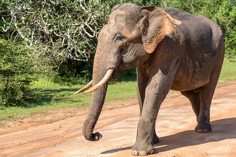 Ella: Transfer to Hikkaduwa & Yala Safari Tour - The Not-So-Good Sides
