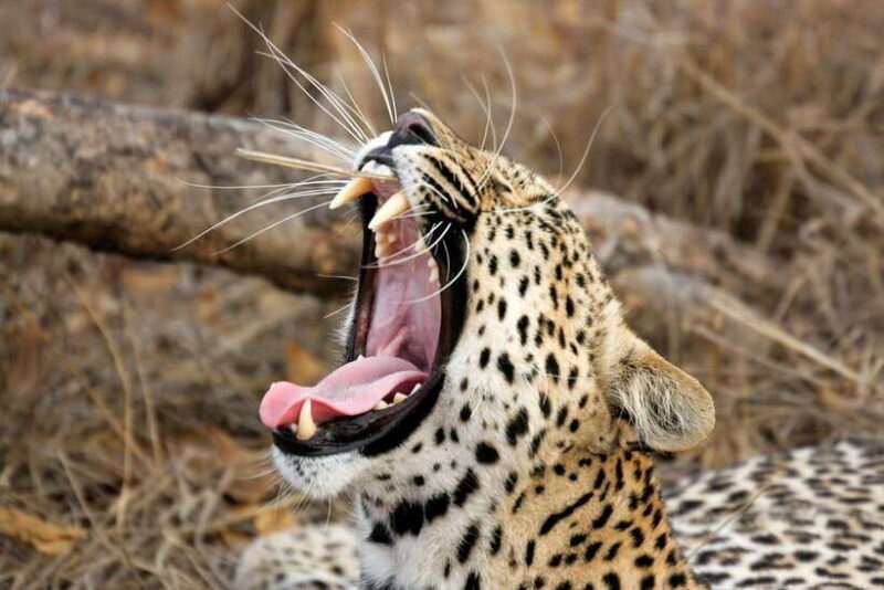 Ella: Transfer to Hikkaduwa & Yala Safari Tour - Who’s It Best For?