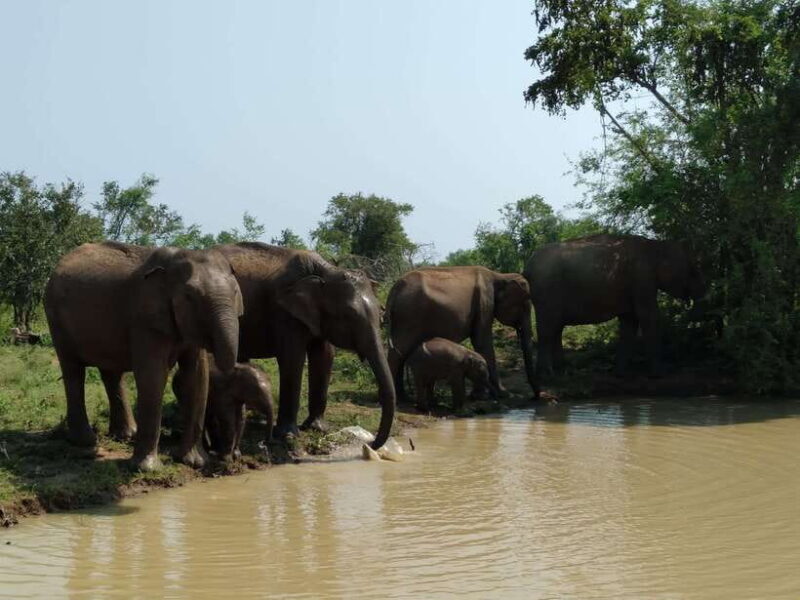 Ella: Transfer to Mirissa/Galle/Hikkaduwa & Udawalawe Safari - The Sum Up