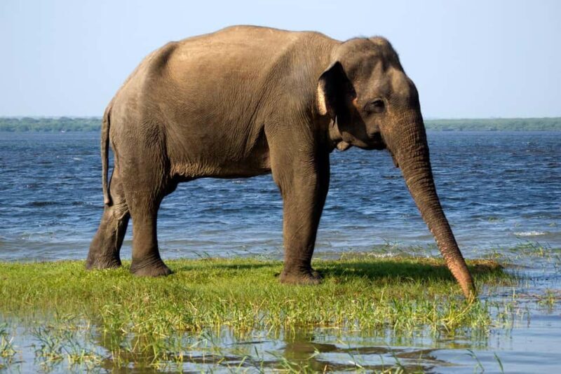 Ella: Transfer to Tangalle/Mirissa/Galle & Yala Safari Tour - Transportation & Group Size