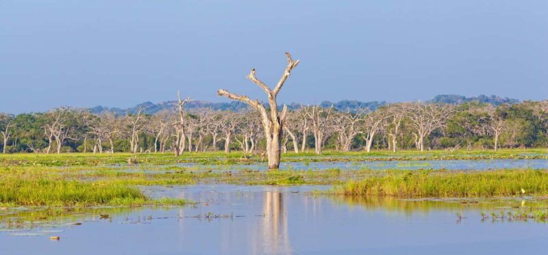 Ella: Transfer to Tangalle/Mirissa/Galle & Yala Safari Tour - Is It Worth the Price?