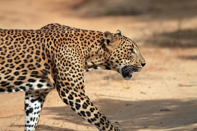 Ella: Transfer to Tangalle/Mirissa/Galle & Yala Safari Tour - FAQ