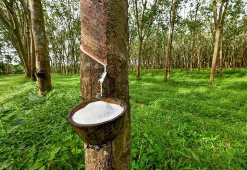 Ella: Tuk Tuk Tour to Diyaluma and Secret Waterfalls - FAQ
