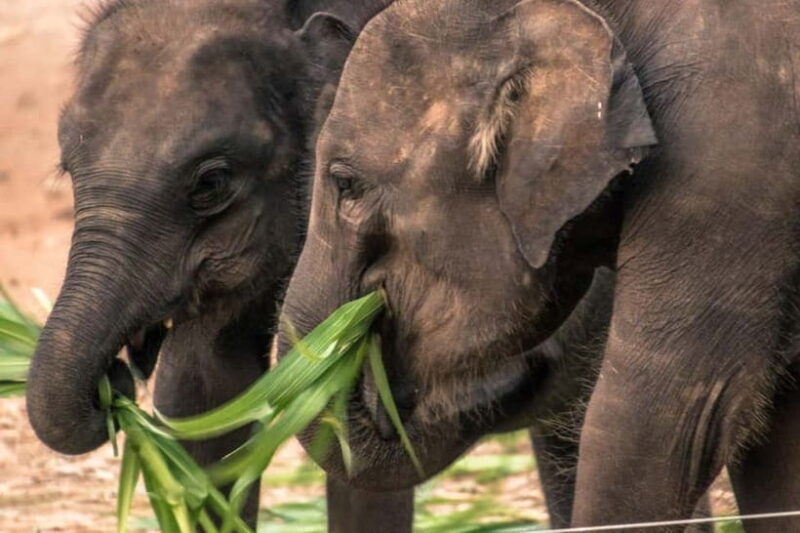 Ella - Udawalawa Safari - Drop to Mirissa/Weligama/Galle - What to Expect from the Ella - Udawalawa Safari Experience