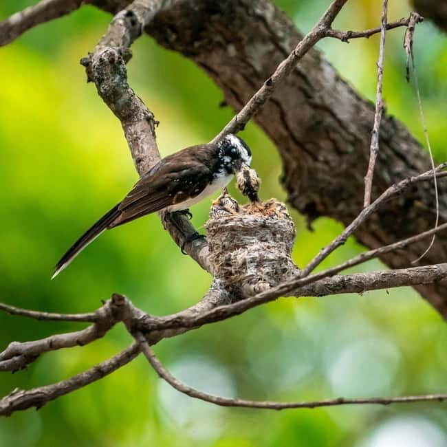 Ella: Yala Safari with Drop at Tangalle/ Hiriketiya/ Mirissa - Who Should Consider This Tour?