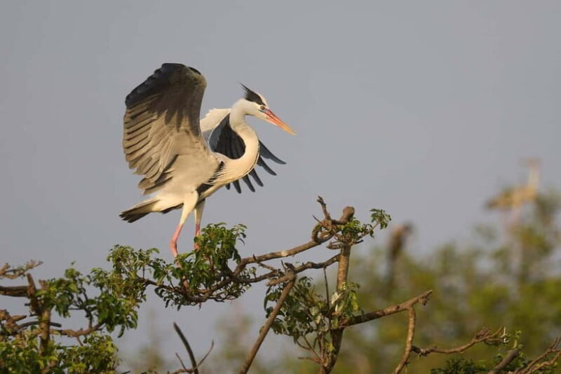 Ella: Yala Safari with Drop at Tangalle/ Hiriketiya/ Mirissa - FAQ