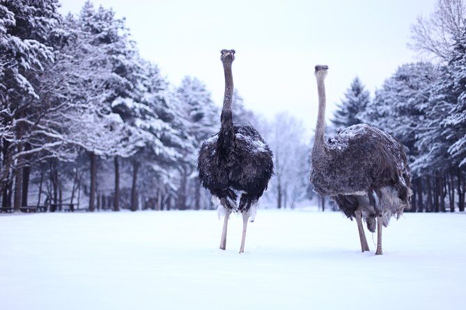 Elysian Gangchon Winter Ski with Nami Island Day Tour from Seoul - The Value of the Experience