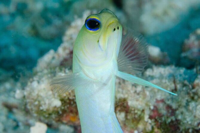Set out on a Professional and Passionate Scuba Diving Adventure!" - An Introduction to the Experience