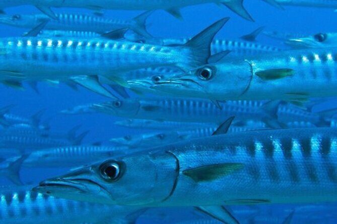Set out on a Professional and Passionate Scuba Diving Adventure!" - The Value of the All-Inclusive Approach