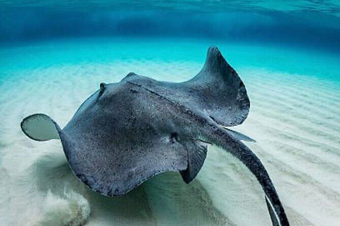 Set out on a Professional and Passionate Scuba Diving Adventure!" - Final Thoughts: Is It Worth It?