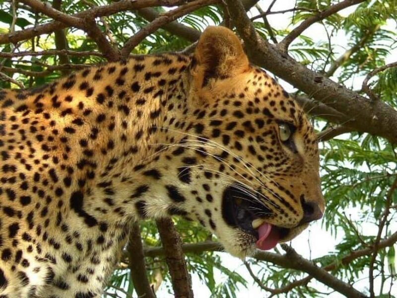 Embark on an unforgettable 8-day adventure - An In-Depth Look at the 8-Day Safari & Beach Experience