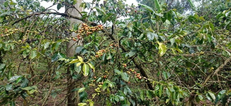 EMBU:Kenya'sCoffee & Tea,Plantations & Tea & Coffee tasting - Key Points