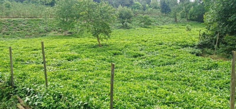 EMBU:Kenya'sCoffee & Tea,Plantations & Tea & Coffee tasting - Analyzing the Value