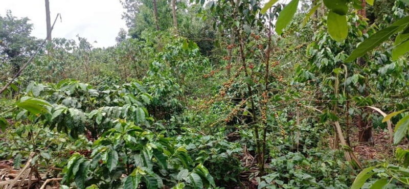 EMBU:Kenya'sCoffee & Tea,Plantations & Tea & Coffee tasting - Who Will Love This Tour?