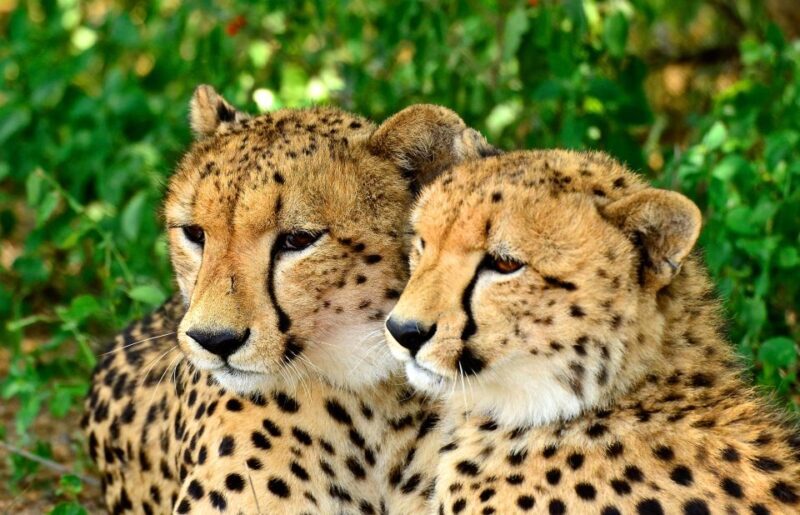 Emdoneni Wildcat Project Day Tour From Richards Bay - Practical Tips for Visitors