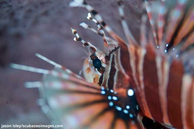 Enjoy 3 Fun Dives in Kota Kinabalu | Certified Divers - An In-Depth Look at What This Tour Offers