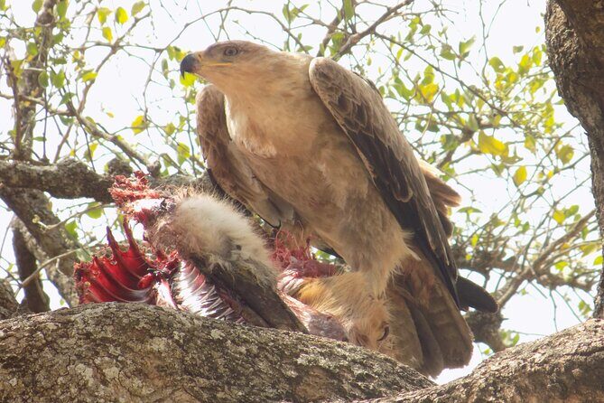Enjoy a Private Day Trip to Lake Manyara National Park. - Why Choose This Tour?