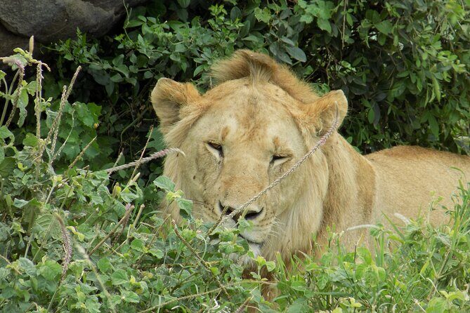 Enjoy a Private Day Trip to Lake Manyara National Park. - FAQ