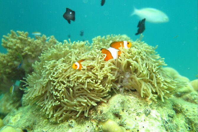Enjoy Half Day Activities at Phuket Coral Island by Speedboat - Final Thoughts