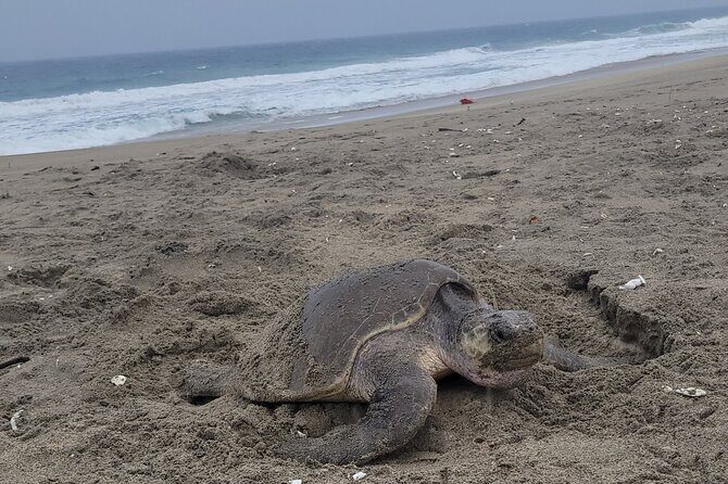 Enjoy Puerto Escondido with Beach and Nature from Oaxaca - Who Will Appreciate This Tour