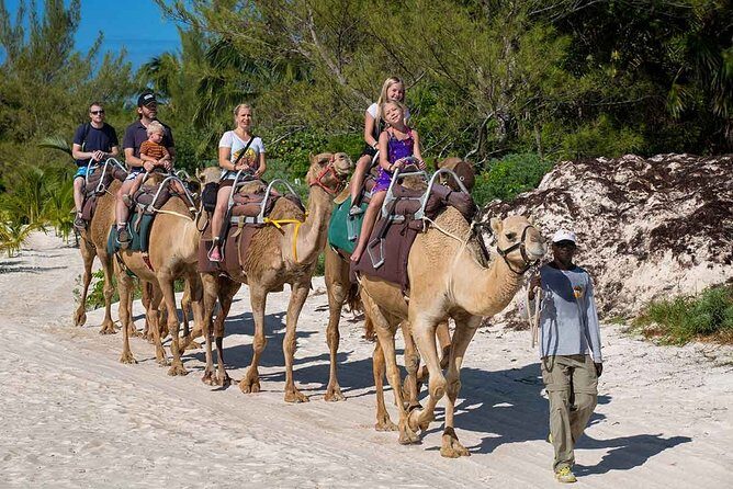 ENJOY UNIQUE CAMEL RIDE in Puerto Morelos with Transportation - Practical Information and Tips