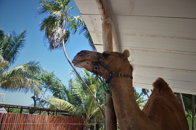 ENJOY UNIQUE CAMEL RIDE in Puerto Morelos with Transportation - Frequently Asked Questions (FAQs)