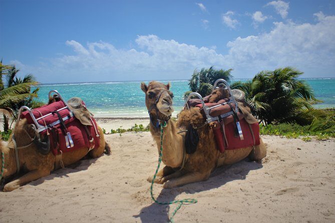 ENJOY UNIQUE CAMEL RIDE in Puerto Morelos with Transportation - Wrapping It Up