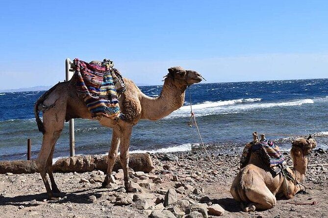 Enjoy with 1 - Hour Camel Ride with Transportation in Hurghada - The Authenticity and Cultural Value