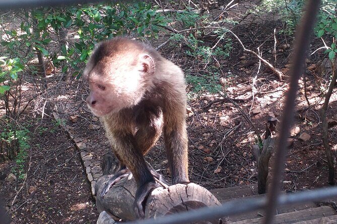 Enlightening Elephants And Monkeys Sanctuary Guided Day Tour - Who Should Consider This Tour?