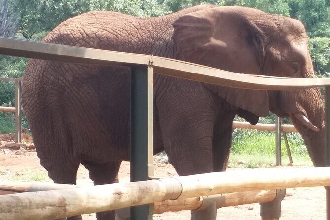 Enlightening Elephants And Monkeys Sanctuary Guided Day Tour - FAQ