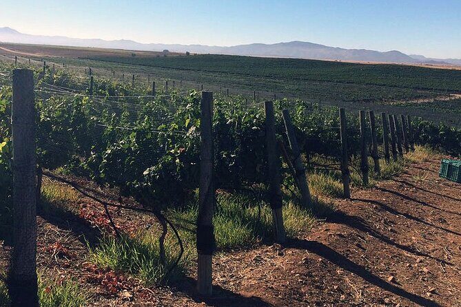 Ensenada Shore Excursion: Wine and Cheese Tour with Lunch in Ojos Negros Valley - FAQ