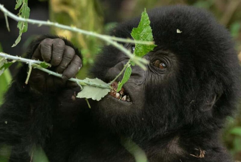 Entebbe: 9-Day Uganda Gorilla Trekking & Tanzania Safari - Key Points