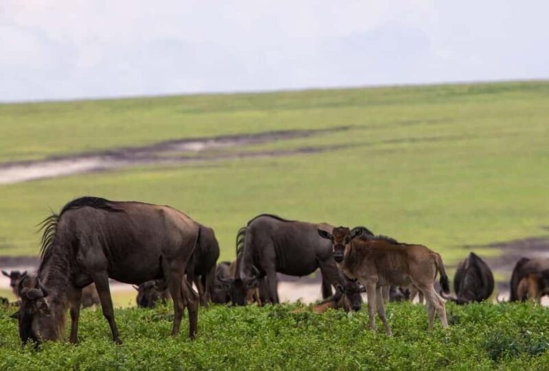 Entebbe: 9-Day Uganda Gorilla Trekking & Tanzania Safari - An Overview of the Itinerary: What You Can Expect