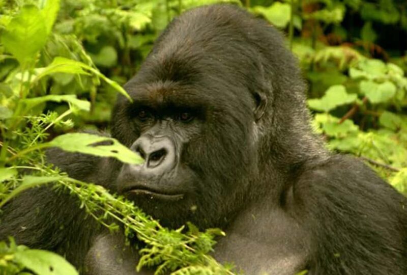 Entebbe: 9-Day Uganda Gorilla Trekking & Tanzania Safari - Evaluating Value and Cost