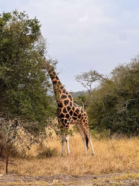 Entebbe: Lake Mburo Park and Queen Elizabeth Park 3-Day Trip - Key Points