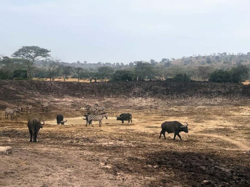 Entebbe: Lake Mburo Park and Queen Elizabeth Park 3-Day Trip - A Detailed Look at the 3-Day Trip