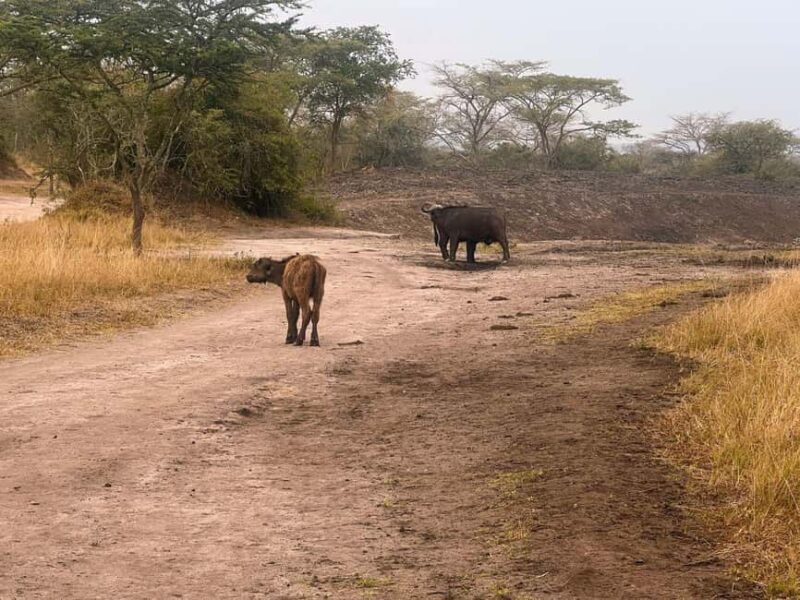 Entebbe: Lake Mburo Park and Queen Elizabeth Park 3-Day Trip - Who Will Appreciate This Trip?