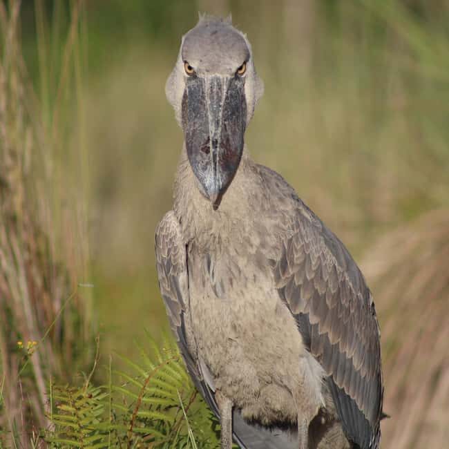 Entebbe: Mabamba Shoebill Tour & Victoria Mall Visit - Key Points