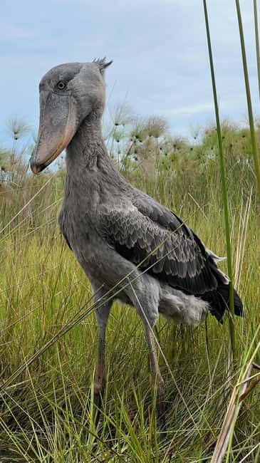 Entebbe: Mabamba Swamp Shoebill Tracking Boat Tour - The Sum Up