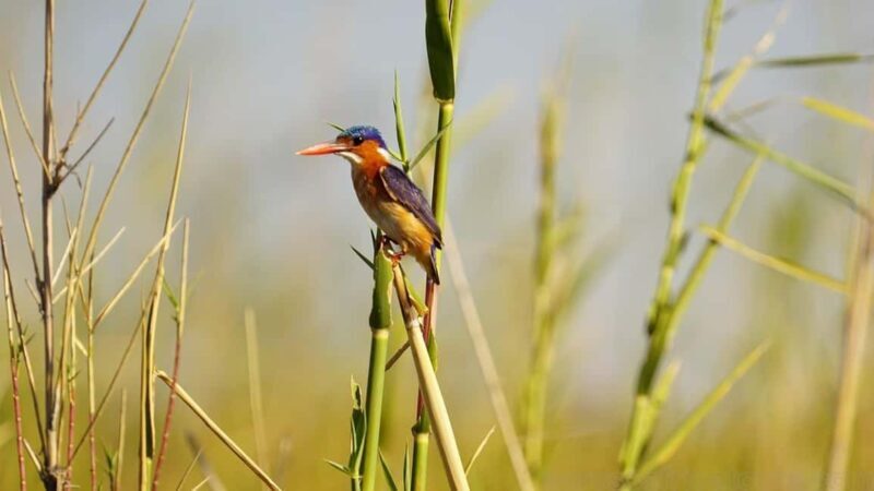 Entebbe: Murchison Falls Wildlife Safari 3 Days/2 Nights - Key Points