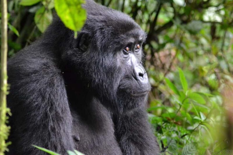 Entebbe: Murchison Falls Wildlife Safari 3 Days/2 Nights - An Honest Look at the 3-Day Murchison Falls Safari