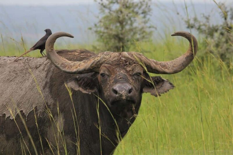 Entebbe: Murchison Falls Wildlife Safari 3 Days/2 Nights - Cost and Value Analysis