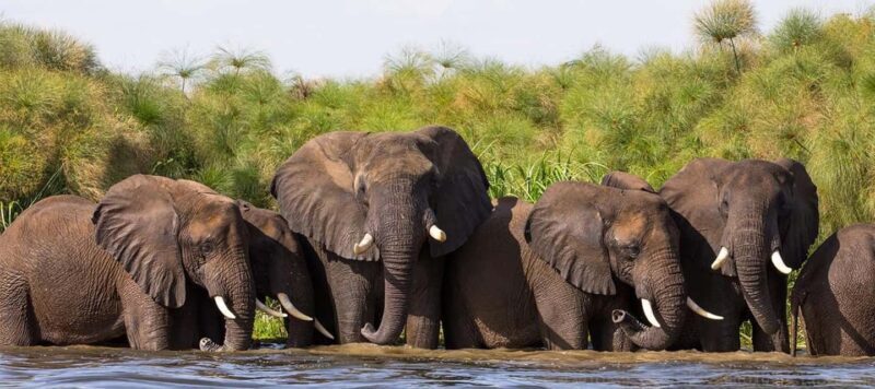 Entebbe: Murchison Falls Wildlife Safari 3 Days/2 Nights - Who is This Tour Best For?