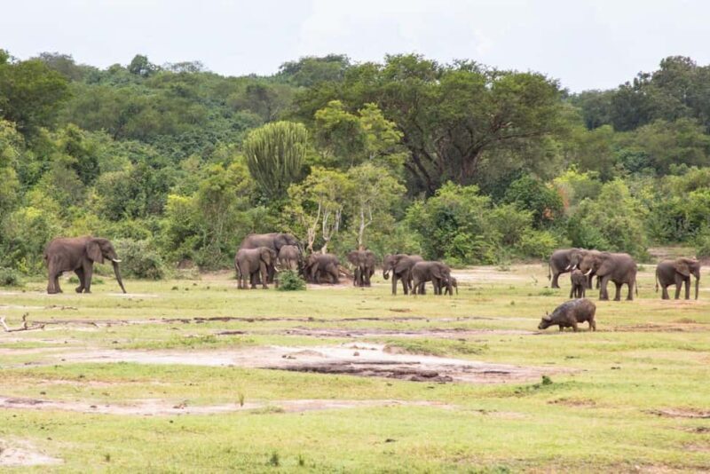 Entebbe: Murchison Falls Wildlife Safari 3 Days/2 Nights - FAQ
