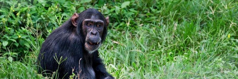 Entebbe: Ngamba Island Chimpanzee Trekking Day Trip - Key Points