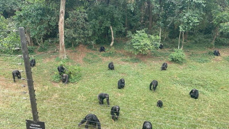 Entebbe: Ngamba Island Chimpanzee Trekking Day Trip - What to Expect from the Ngamba Island Day Trip